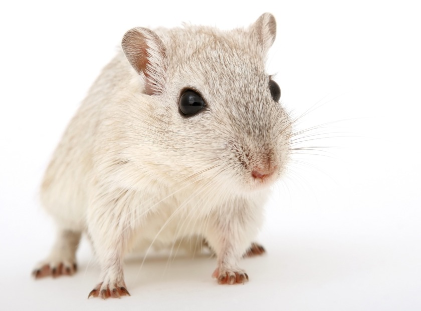 an image of a small white mouse standing on a white background
