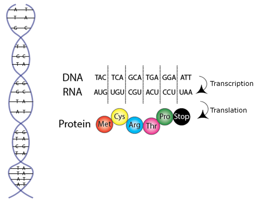 DNA to protein