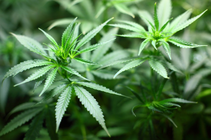 cannabis plant seedlings